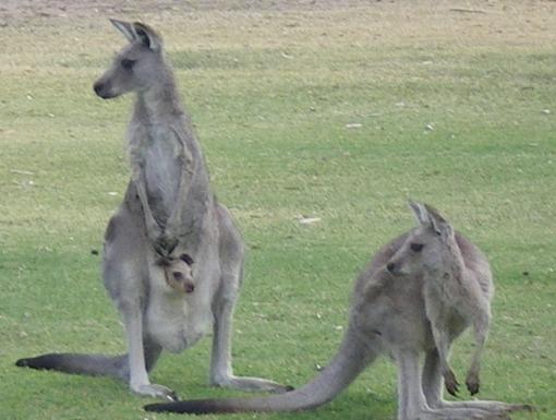 3_roos_on_16.JPG