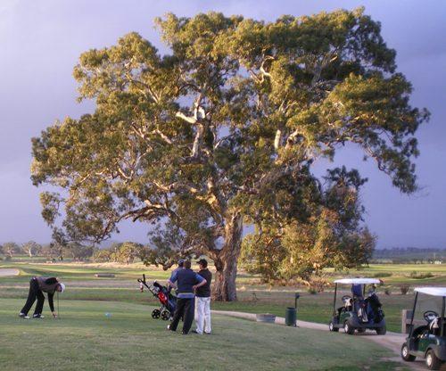 Tree_on_16.jpg